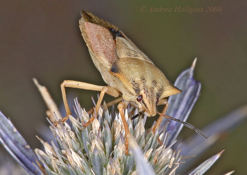 Carpocoris fuscispinus ????